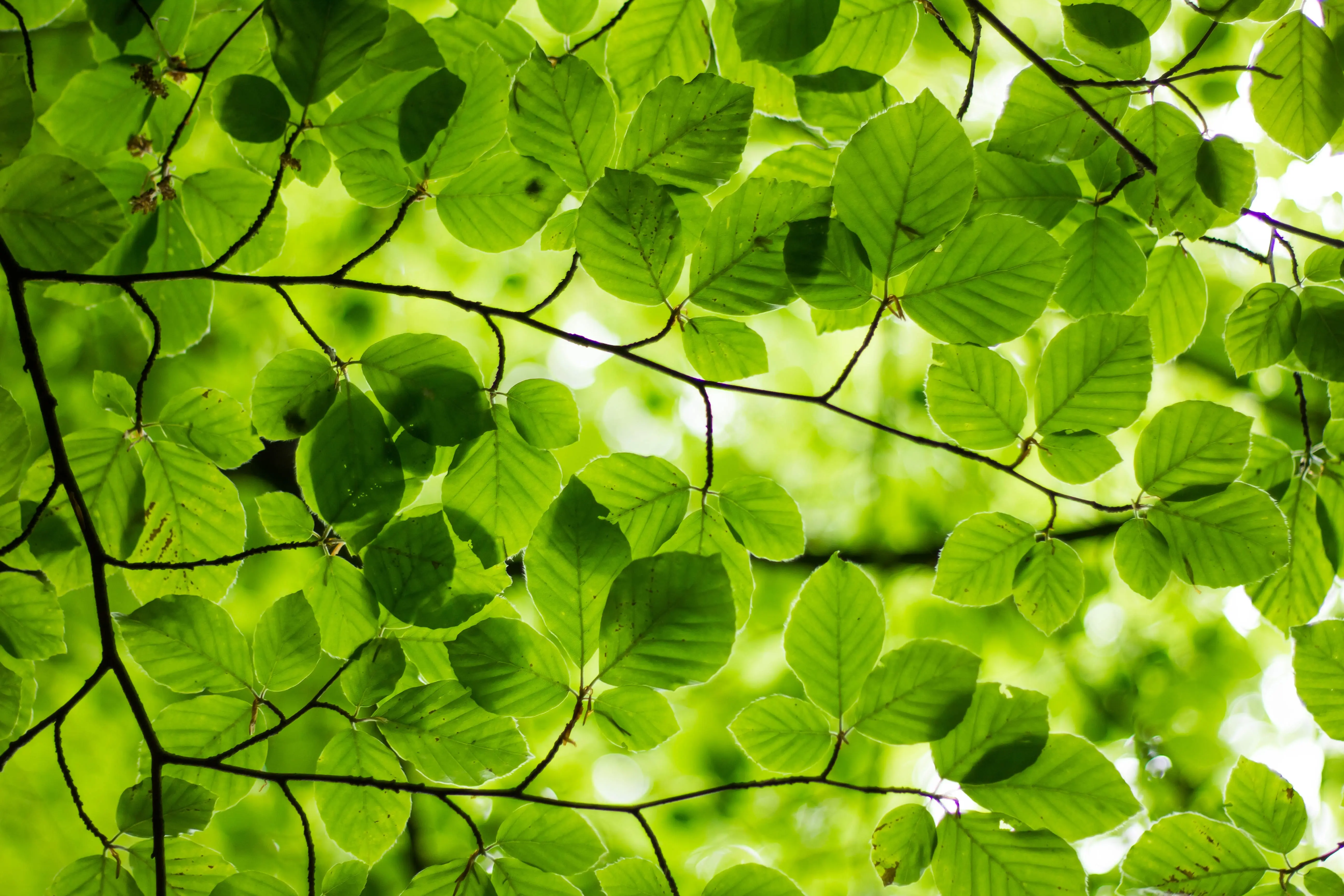 green-leaves-spring-sky-new