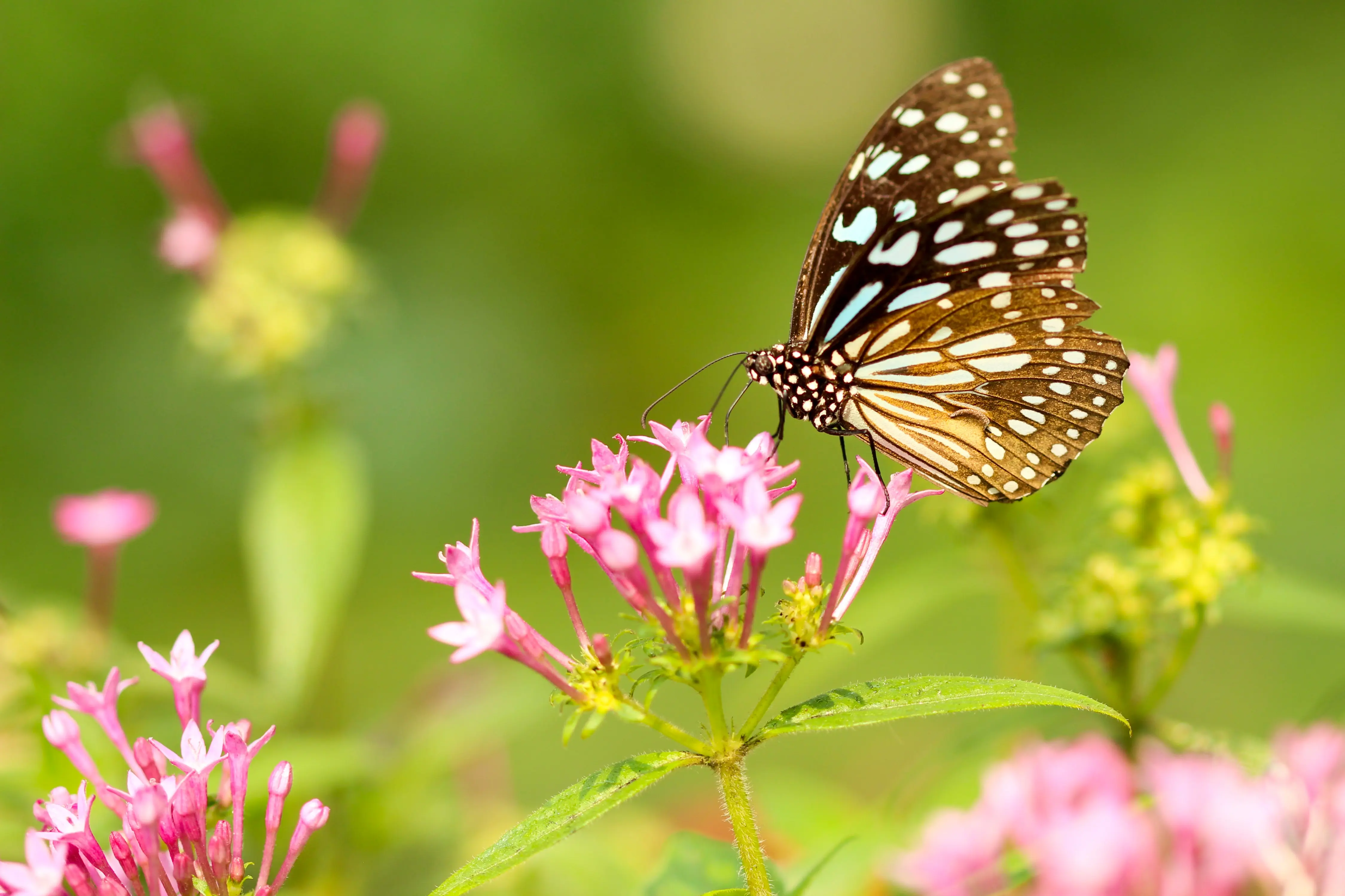 butterfly-season-flower-sky-field-green-red-yellow