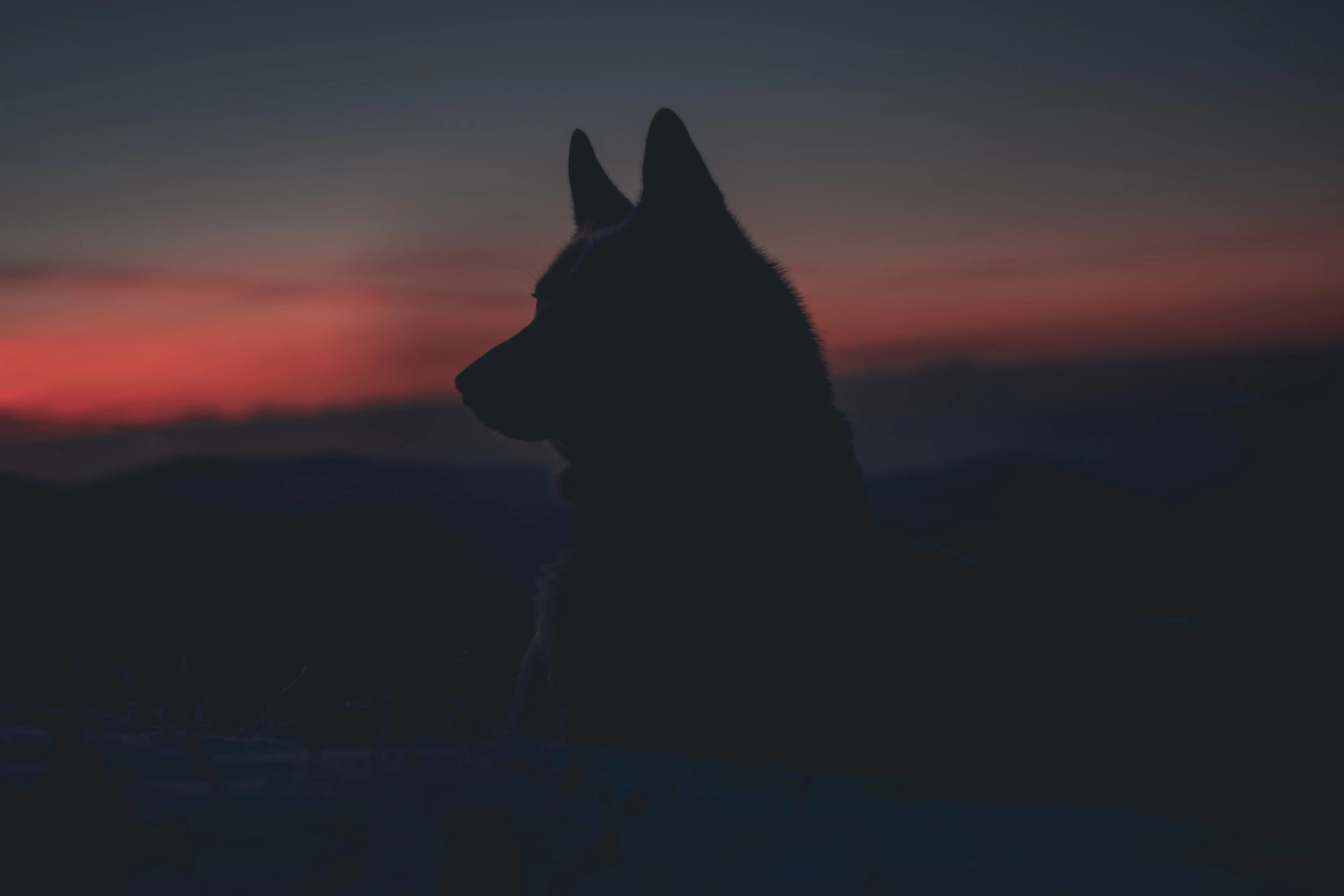 wolf-night-red-black-animal-wild-free-image