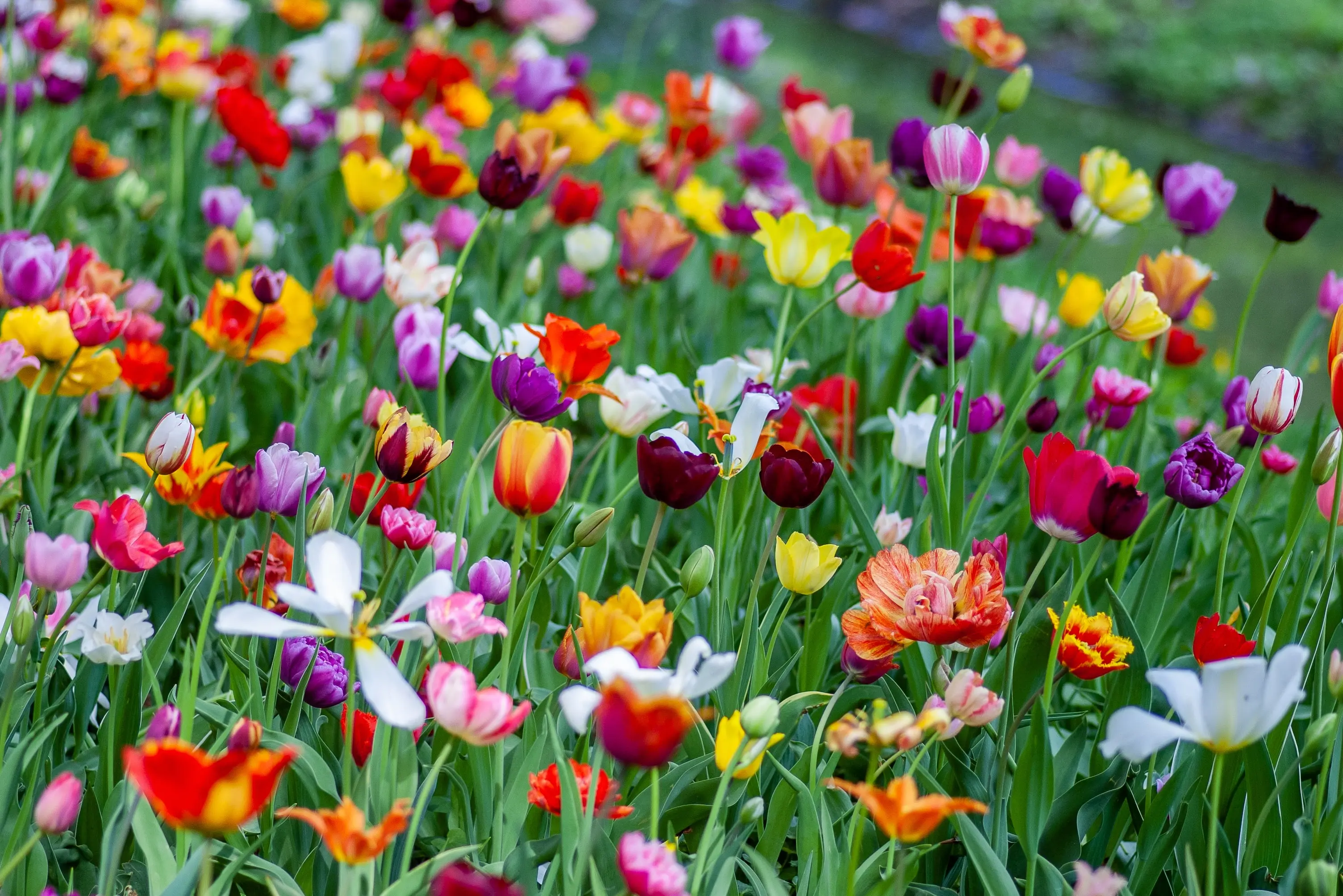 green-leaves-spring-field-flowers-different-colours